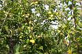 apple 007